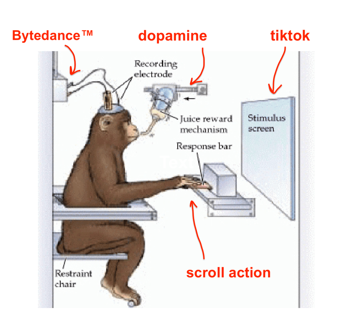 Classic neuroscience experiment setup: monkey with recording electrode watching a stimulus screen, with juice reward mechanism — except we're doing this to ourselves, voluntarily, for free